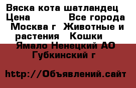 Вяска кота шатландец › Цена ­ 1 000 - Все города, Москва г. Животные и растения » Кошки   . Ямало-Ненецкий АО,Губкинский г.